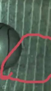 13493238_799190123555553_1714799704_o