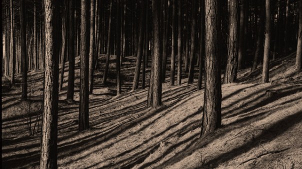 SpookyAutumn_0005_PembreyWoods_16x9