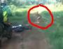 The Orang Pendek Is Said To Be Bigfoot’s Little&nbsp;Cousin…
