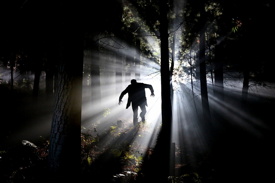 woods3